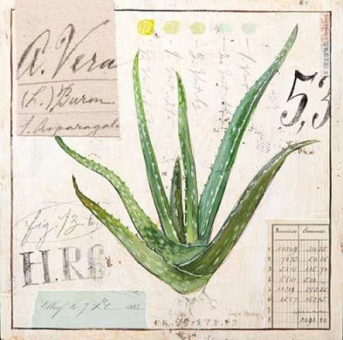 Aloe Vera-Sketchbook Canvas Art - Angela Staehling (24 x 24)