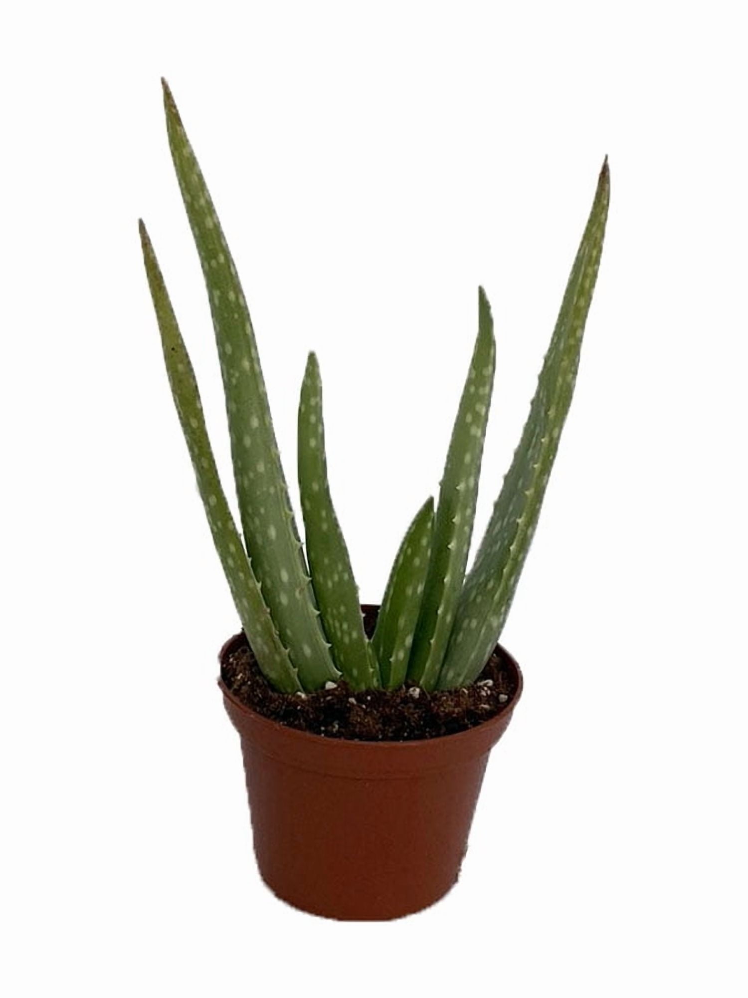 Aloe Vera Live Indoor Real Plant in 2.5"" Pot - Medicine Plant/Burn Plant/Miracle  Plant" - Walmart.com
