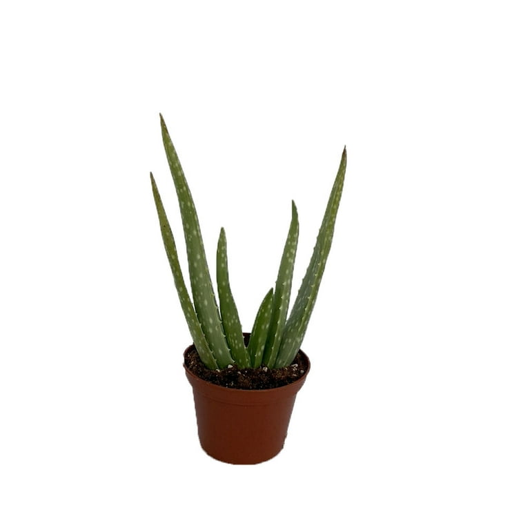 Aloe Vera in 2.5 Aloe Vera in 2.5