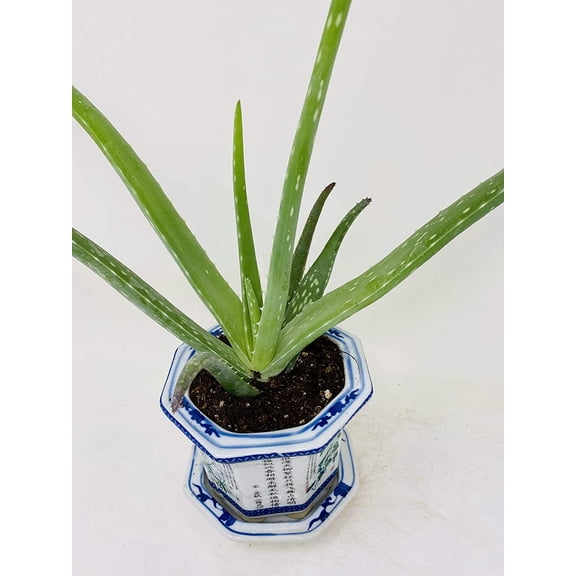 Aloe Vera in 4" Pot With vase lucky