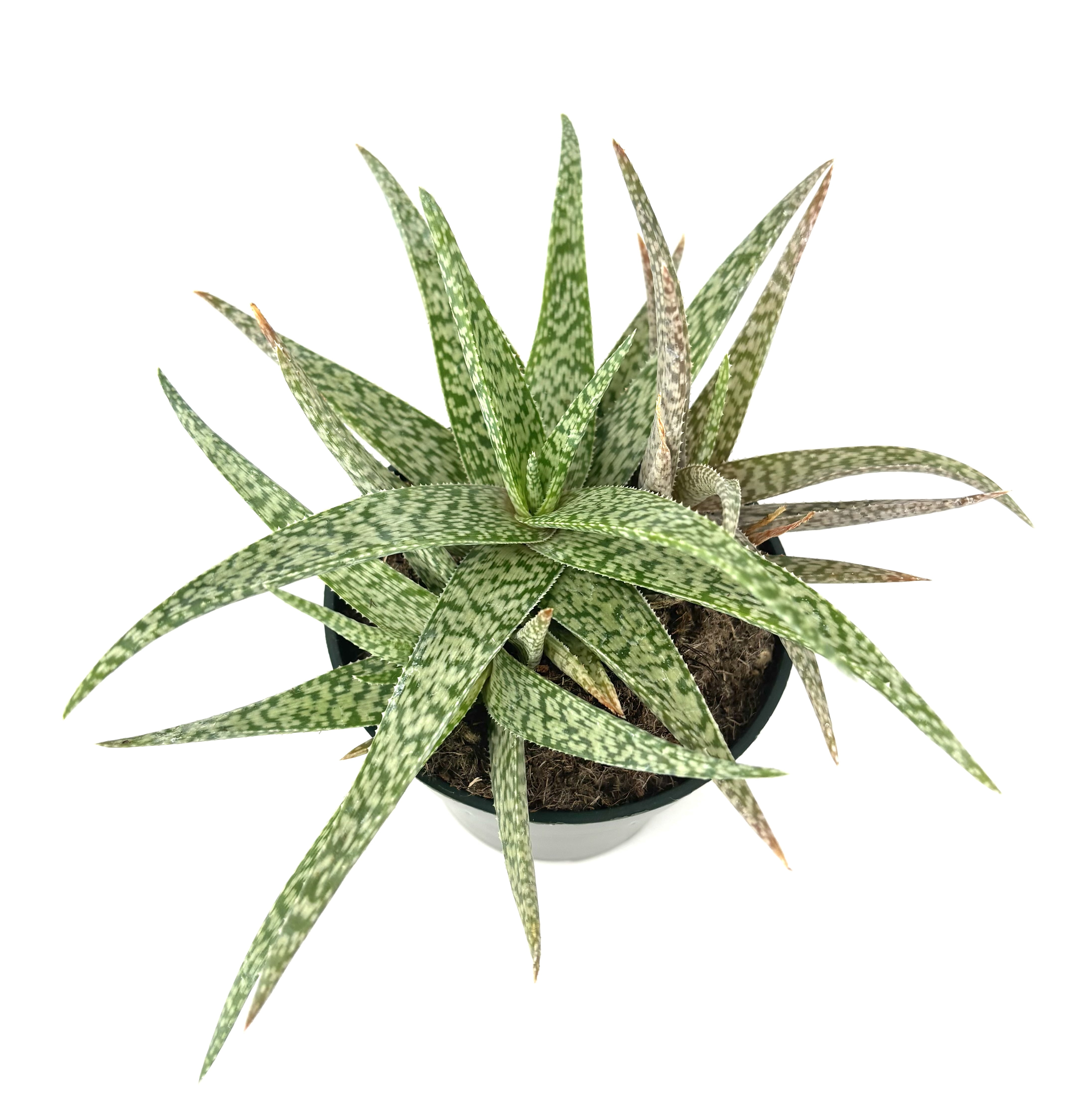 fertilizer for indoor palm plants Houseplants Alive! Houseplant Fertilizer main image 0