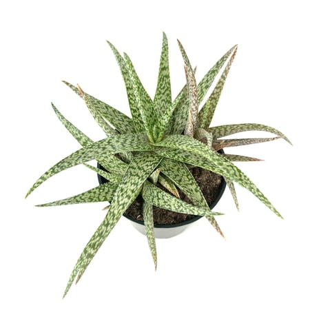 Aloe White Beauty Live Plant, 4in Plastic Pot