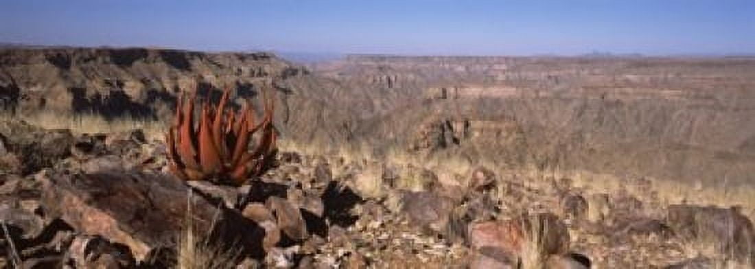 Aloe growing at the edge of a canyon Fish River Canyon Namibia Canvas Art - Panoramic Images (18 x 7)