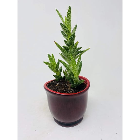 Aloe juvenna Tiger Tooth Aloe" Red Ceramic Pot