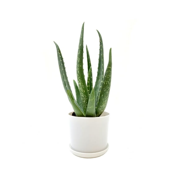 Aloe vera, Aloe barbadensis, Succulent, 4 Pot