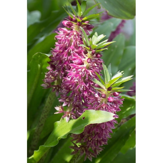 Aloha Leia Pineapple Lily - 2 Bulbs 12/14 cm - Eucomis - New!