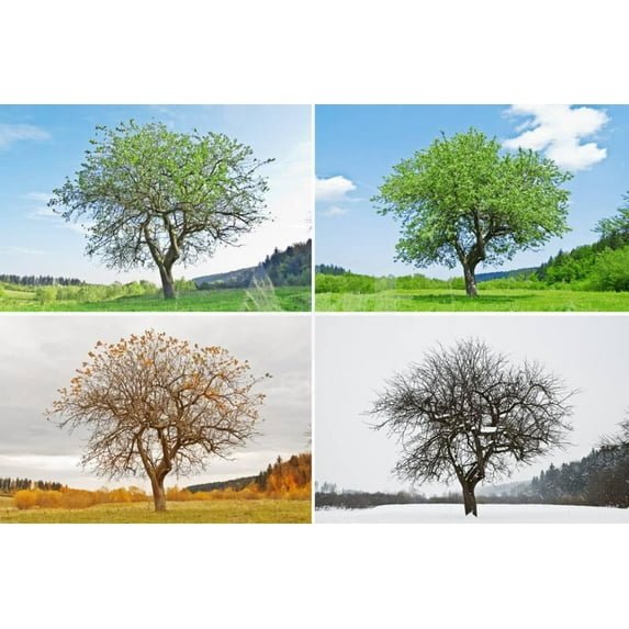Alone Tree in for Season, Unframed Photographic Print Wall Art by mr Smith Sold by Art.Com
