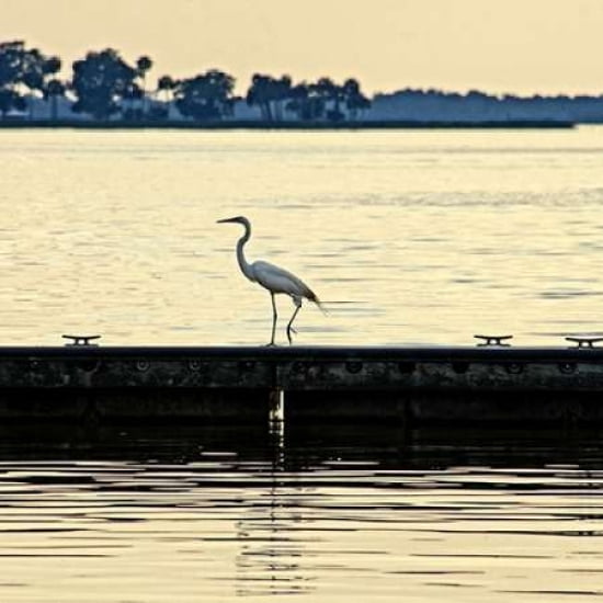 Along The Pier Canvas Art - Bruce Nawrocke (24X24)