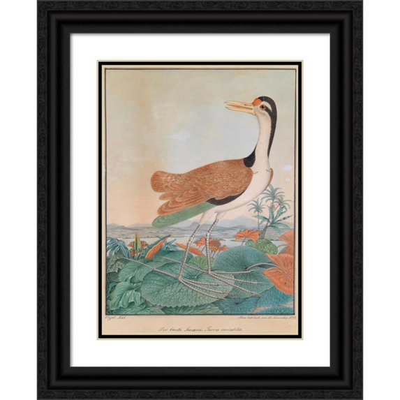 Aloys Zötl 11x14 Black Ornate Wood Framed Double Matted Museum Art Print Titled: The Colorful Jacana (1877)