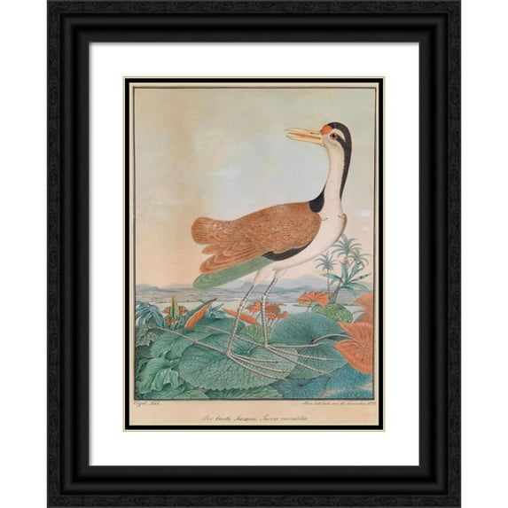 Aloys Zötl 18x24 Black Ornate Framed Double Matted Museum Art Print Titled: The Colorful Jacana (1877)