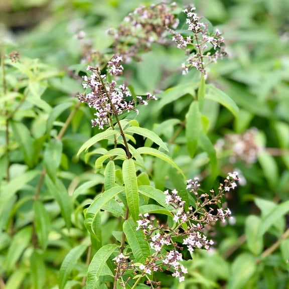 Aloysia Lemon Verbena 1 Potted Herb Plant (Quart) - Fragrant Culinary Herb, Full Sun Perennial