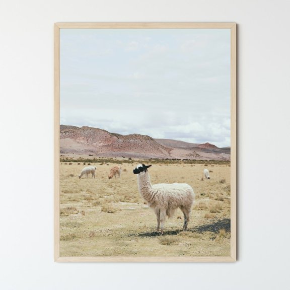 Alpaca Print Animal Prints Wall Art Prints Llama Prints Boho Decor Modern Animal Photography, Unframed Paper Print