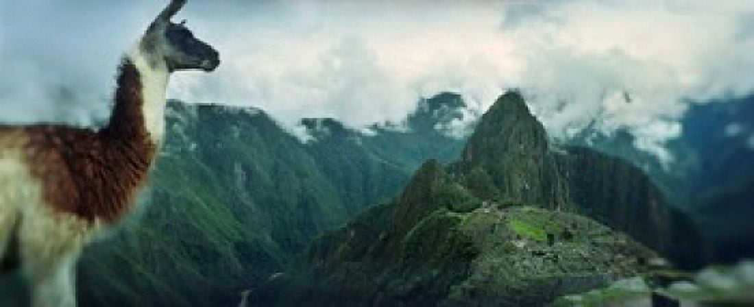 Alpaca (Vicugna pacos) on a mountain with an archaeological site in the background Inca Ruins Machu Picchu Cusco Region Peru Canvas Art - Panoramic Images (15 x 6)