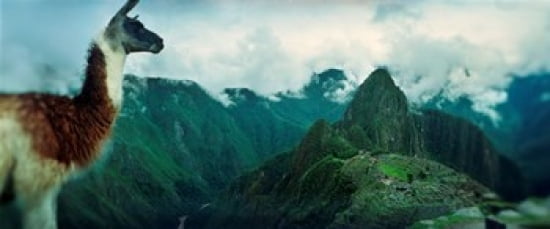Alpaca (Vicugna pacos) on a mountain with an archaeological site in the background Inca Ruins Machu Picchu Cusco Region Peru Canvas Art - Panoramic Images (30 x 13)