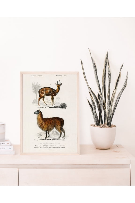 Alpaca Vintage Poster, Antique Animal, Vintage Poster Wall Art Decor, Science Illustration, Art Poster, Unframed Poster Size 8x12