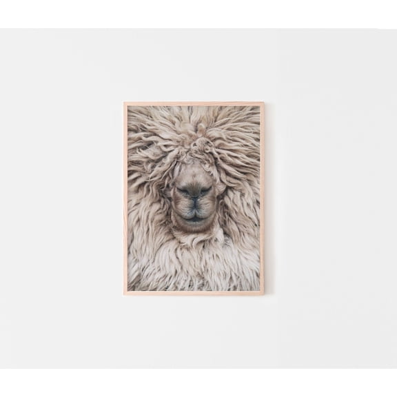 Alpaca Wall Art Print Llama Photography Nursery Animal Decor Neutral Alpaca Unframed Paper Print