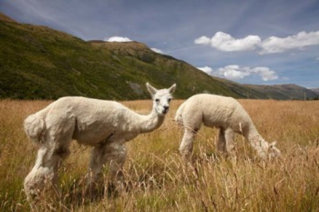 Alpacas by Gibbston River Trail Gibbston Valley Southern Lakes District South Island New Zealand Canvas Art - David Wall DanitaDelimont (38 x 25)