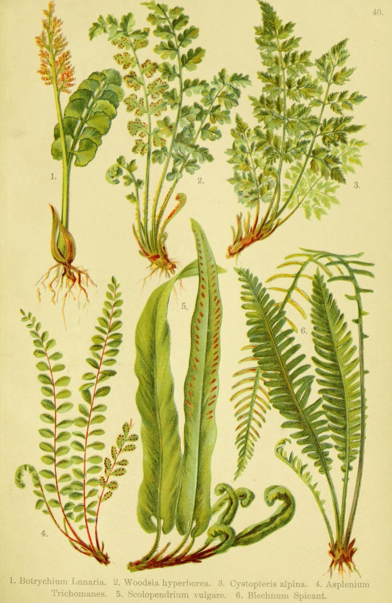 Alpen-Flora fÔø?r Touristen 1904 Botrychium et al Canvas Art - Hermann Friese (24 x 36)