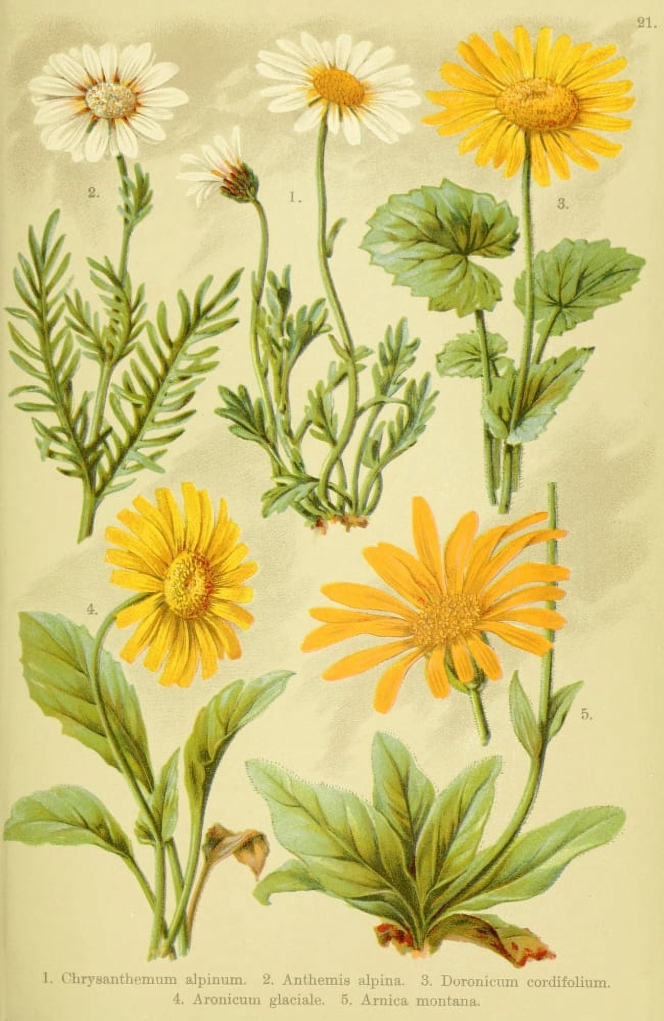 Alpen-Flora fÔø?r Touristen 1904 Chrysanthemum et al Canvas Art - Hermann Friese (24 x 36)