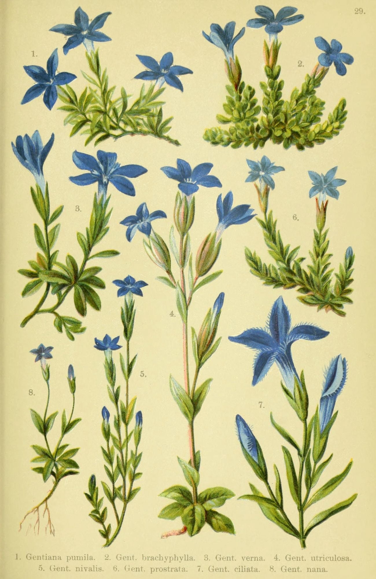 Alpen-Flora fÔø?r Touristen 1904 Gentiana Pumila et al Canvas Art - Hermann Friese (24 x 36)