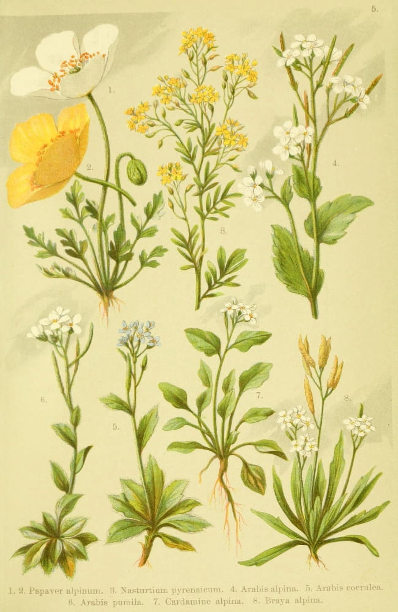 Alpen-Flora fÔø?r Touristen 1904 Papaver et al Canvas Art - Hermann Friese (24 x 36)