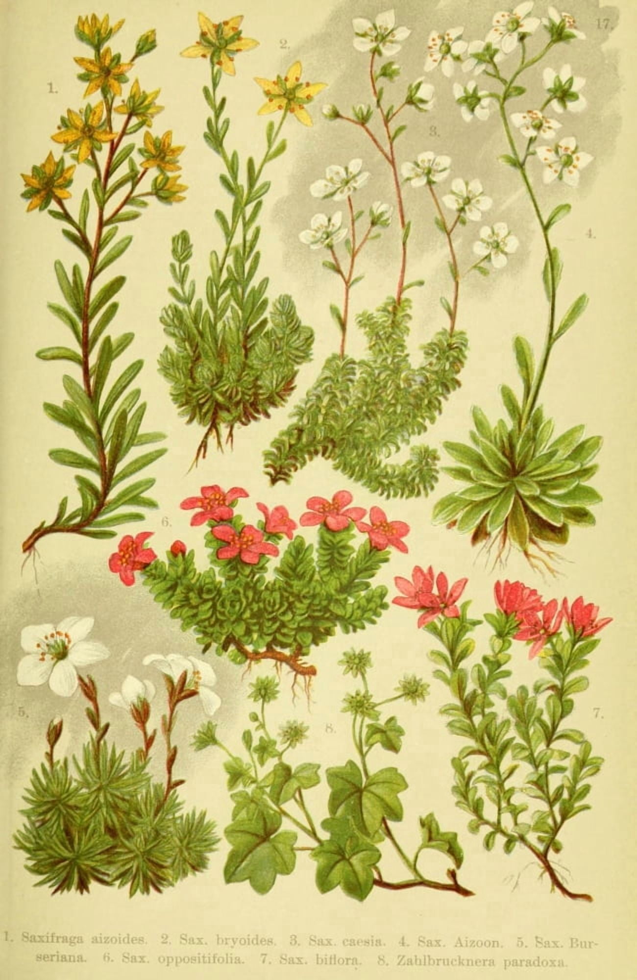 Alpen-Flora fÔø?r Touristen 1904 Saxifraga et al Canvas Art - Hermann Friese (24 x 36)