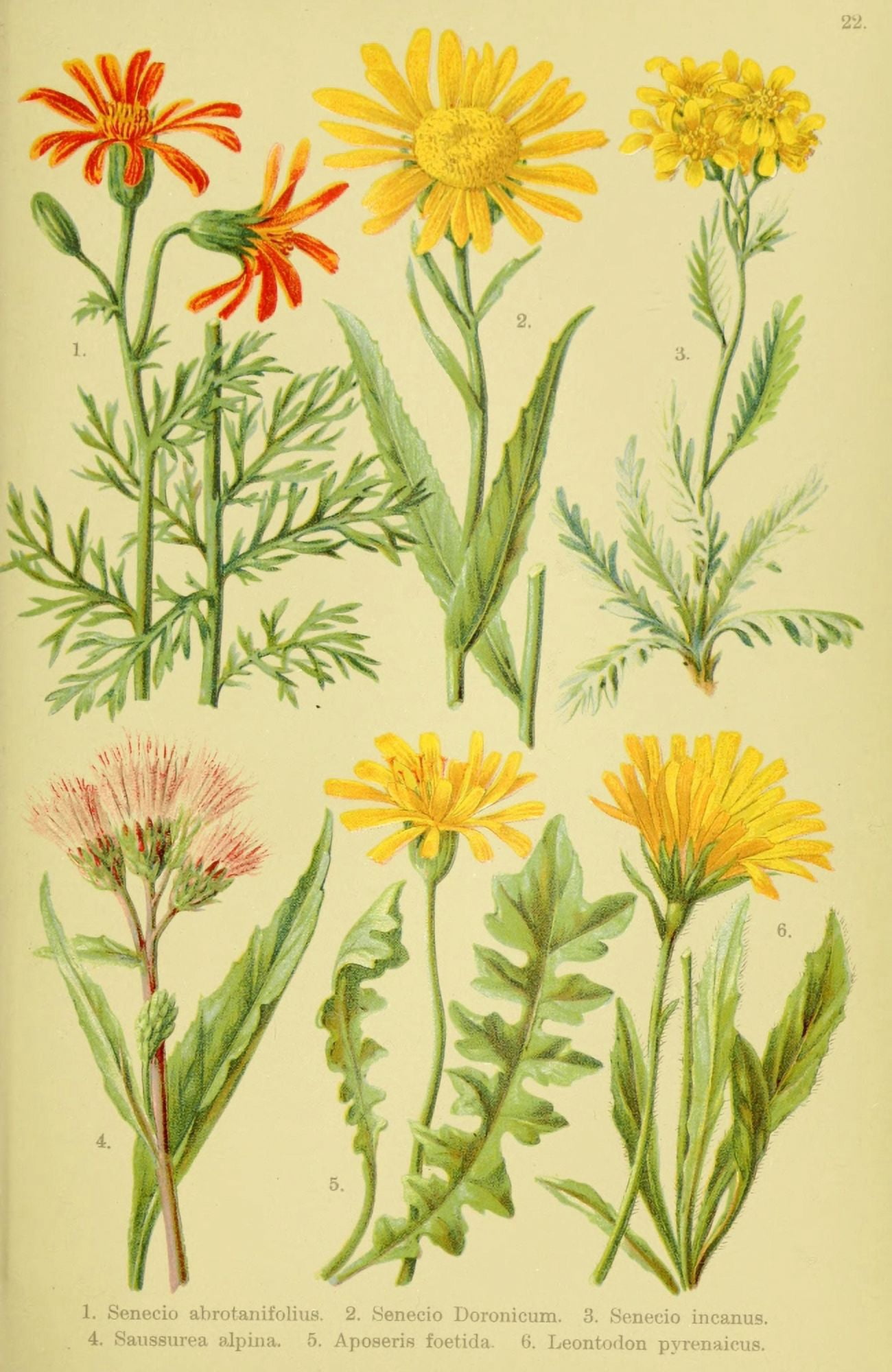Alpen-Flora fÔø?r Touristen 1904 Senecio et al Canvas Art - Hermann Friese (24 x 36)