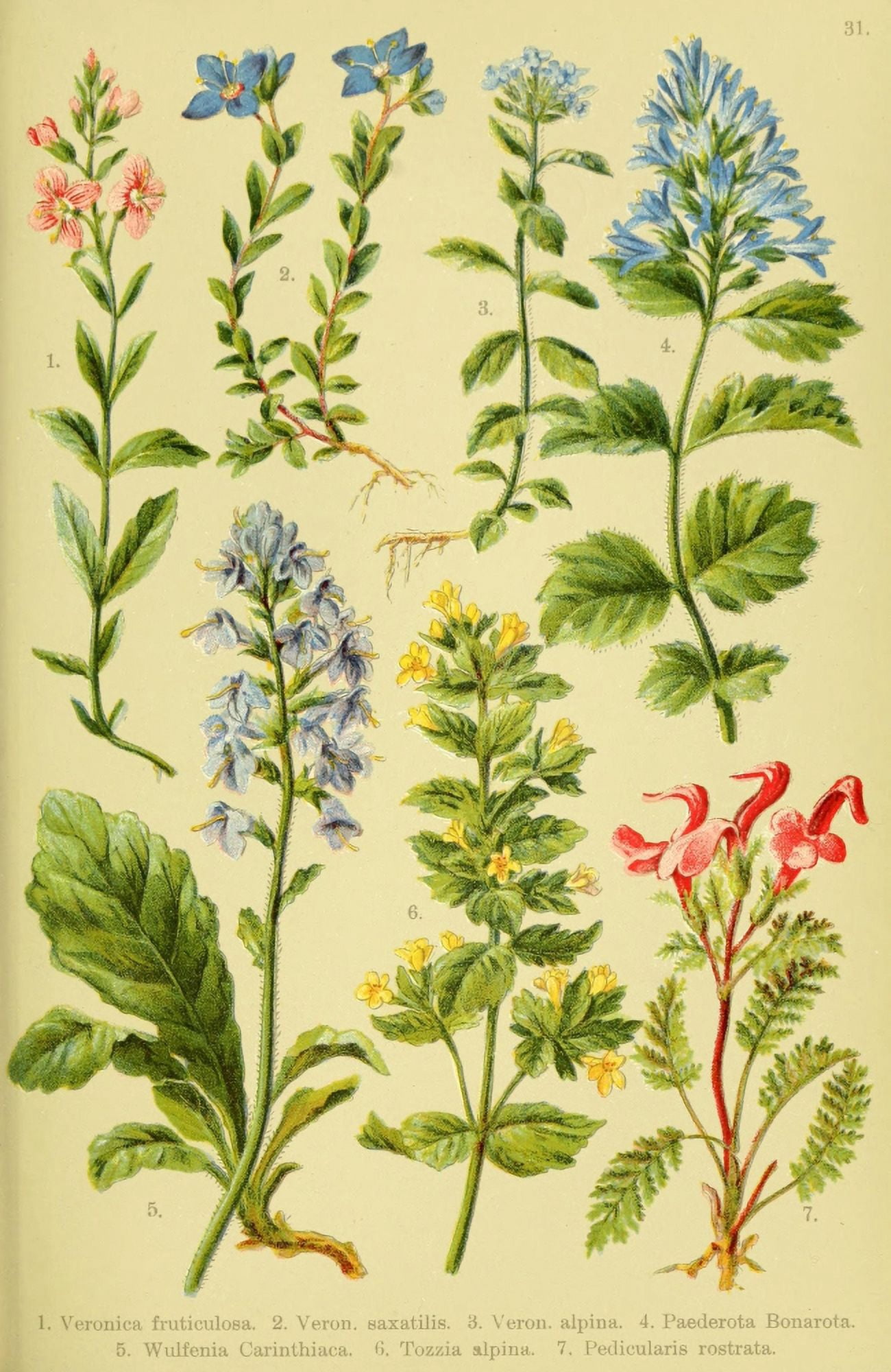 Alpen-Flora fÔø?r Touristen 1904 Veronica et al Canvas Art - Hermann Friese (24 x 36)