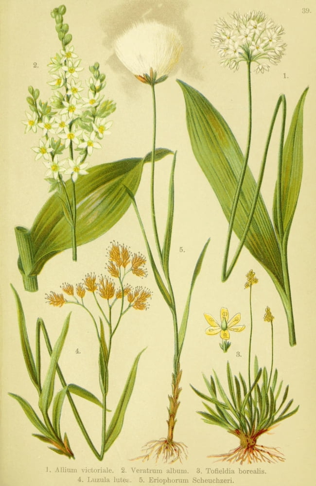 Alpen-Flora f???r Touristen 1904 Allium et al Canvas Art - Hermann Friese (18 x 24)