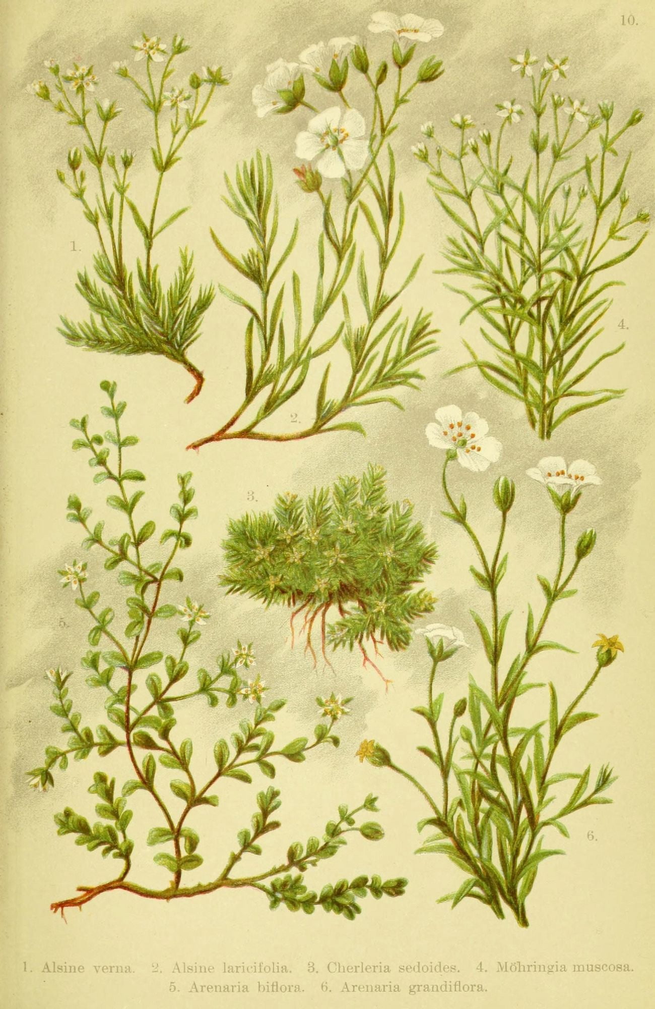 Alpen-Flora f???r Touristen 1904 Alsine Verna et al Canvas Art - Hermann Friese (18 x 24)