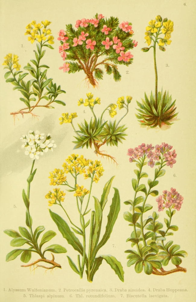 Alpen-Flora f???r Touristen 1904 Alyssum et al Canvas Art - Hermann Friese (18 x 24)