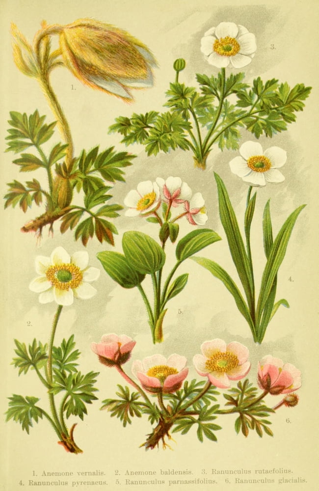 Alpen-Flora f???r Touristen 1904 Anemone et al Canvas Art - Hermann Friese (18 x 24)