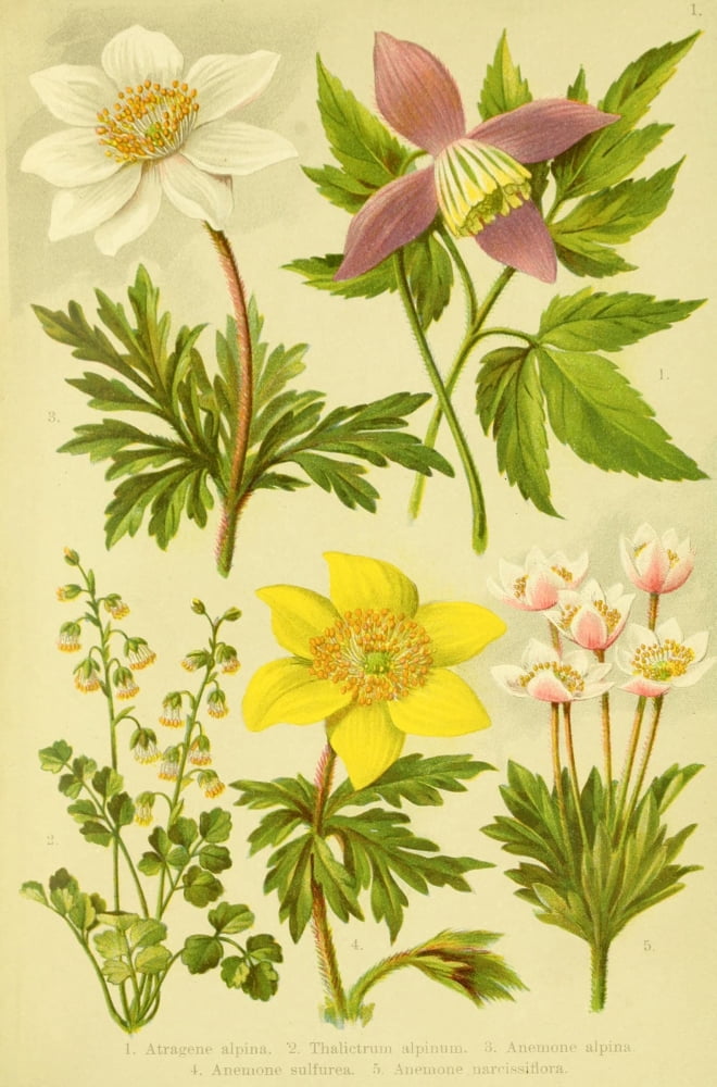 Alpen-Flora f???r Touristen 1904 Atragene et al Canvas Art - Hermann Friese (18 x 24)
