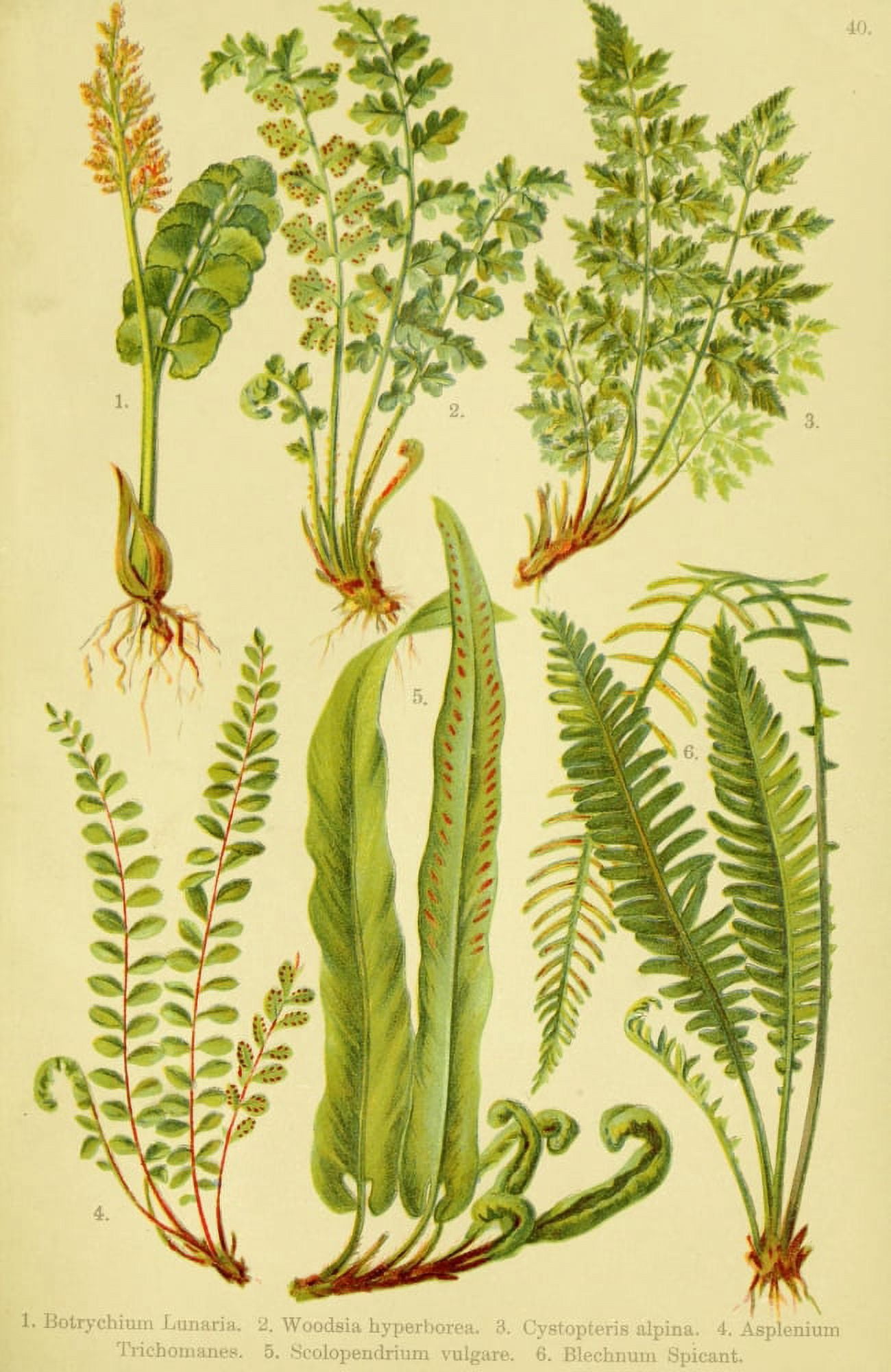 Alpen-Flora f???r Touristen 1904 Botrychium et al Canvas Art - Hermann Friese (18 x 24)