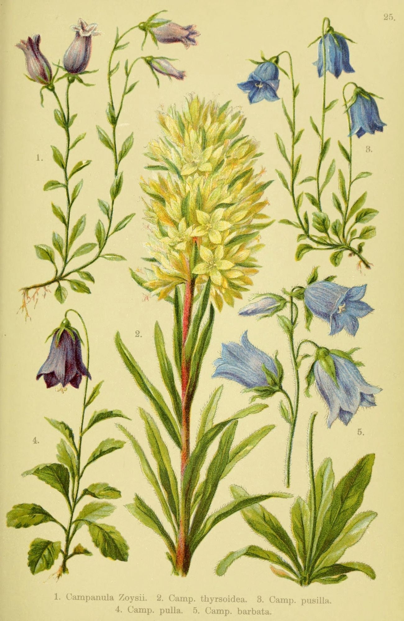 Alpen-Flora f???r Touristen 1904 Campanula et al Canvas Art - Hermann Friese (18 x 24)