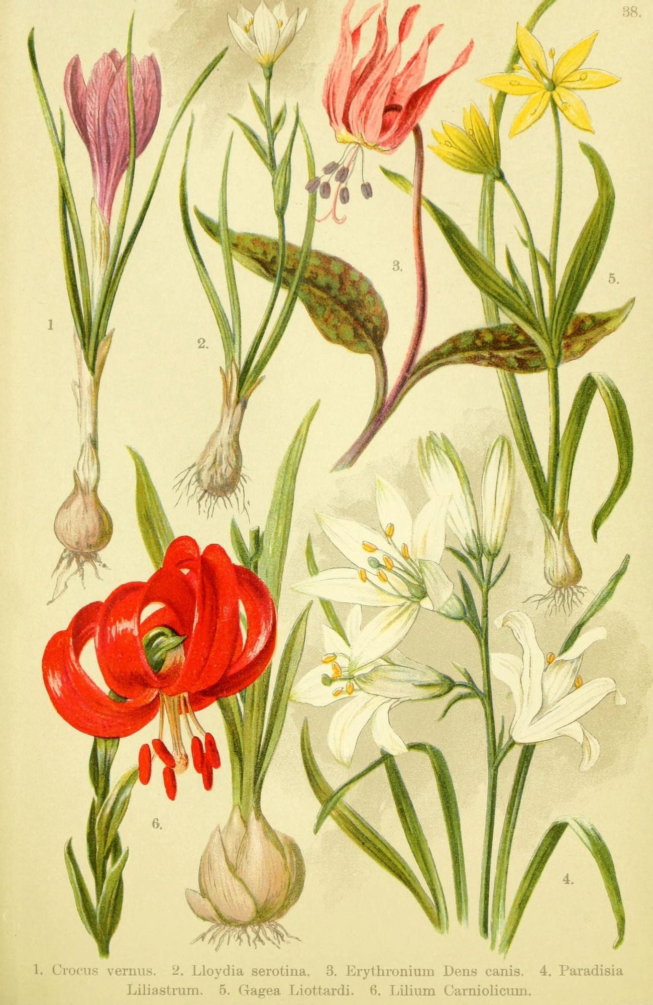 Alpen-Flora f???r Touristen 1904 Crocus et al Canvas Art - Hermann Friese (18 x 24)