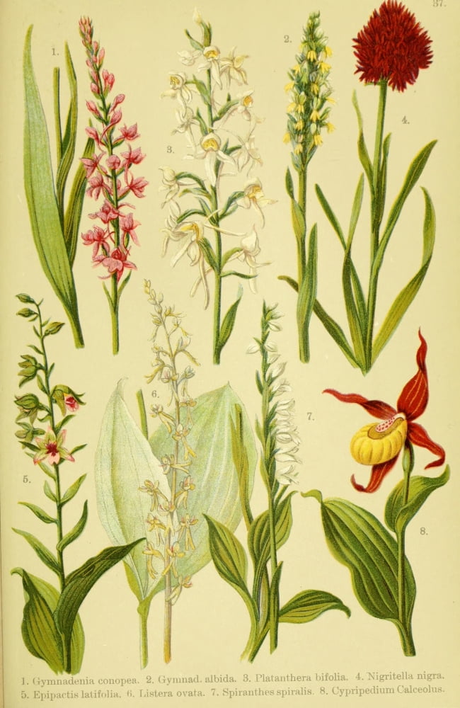 Alpen-Flora fÔøΩr Touristen 1904 Gymnadenia et al Canvas Art - Hermann Friese (24 x 36)