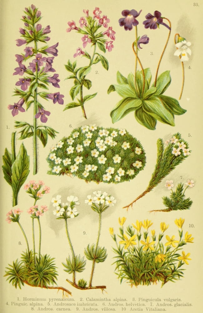Alpen-Flora f???r Touristen 1904 Horminum et al Canvas Art - Hermann Friese (18 x 24)