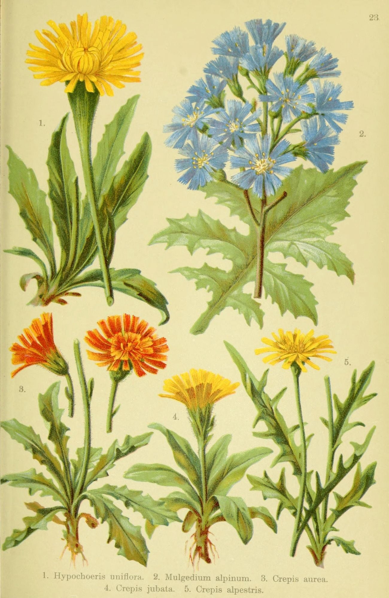 Alpen-Flora f???r Touristen 1904 Hypochoeris et al Canvas Art - Hermann Friese (18 x 24)