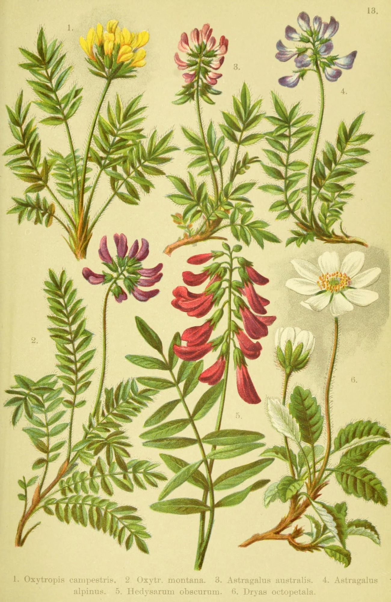 Alpen-Flora f???r Touristen 1904 Oxytropis et al Canvas Art - Hermann Friese (18 x 24)