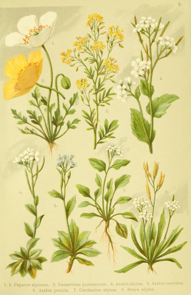 Alpen-Flora f???r Touristen 1904 Papaver et al Canvas Art - Hermann Friese (18 x 24)