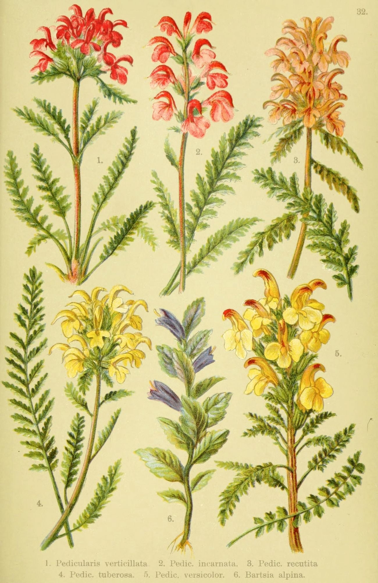 Alpen-Flora f???r Touristen 1904 Pedicularis et al Canvas Art - Hermann Friese (18 x 24)
