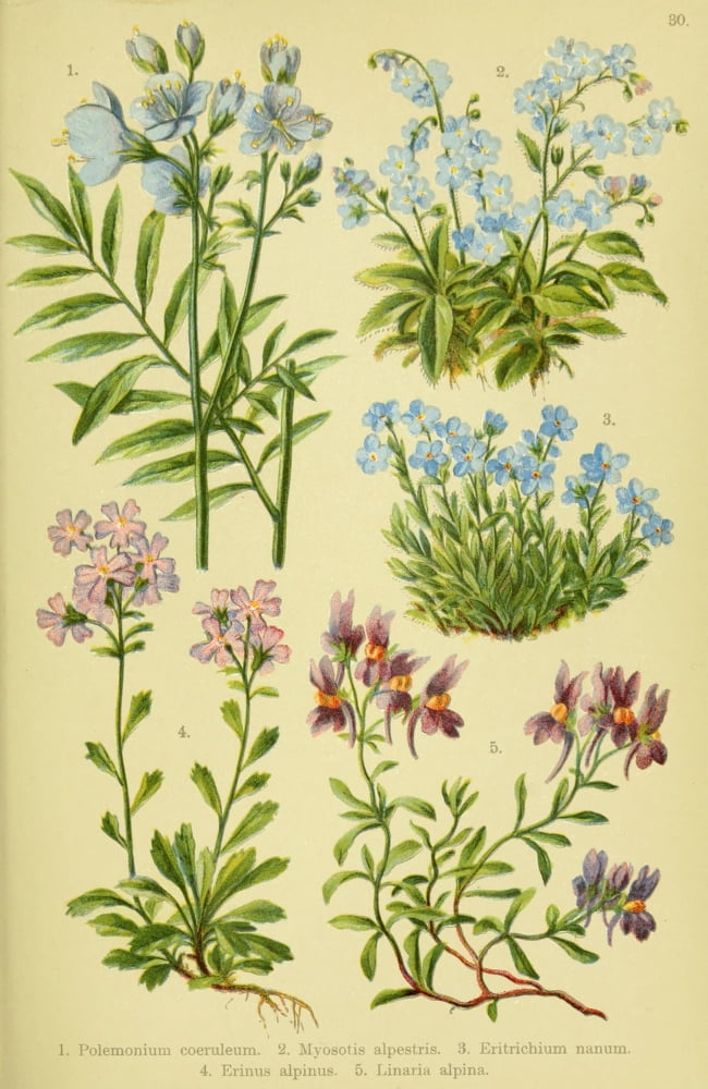 Alpen-Flora f???r Touristen 1904 Polemonium et al Canvas Art - Hermann Friese (18 x 24)