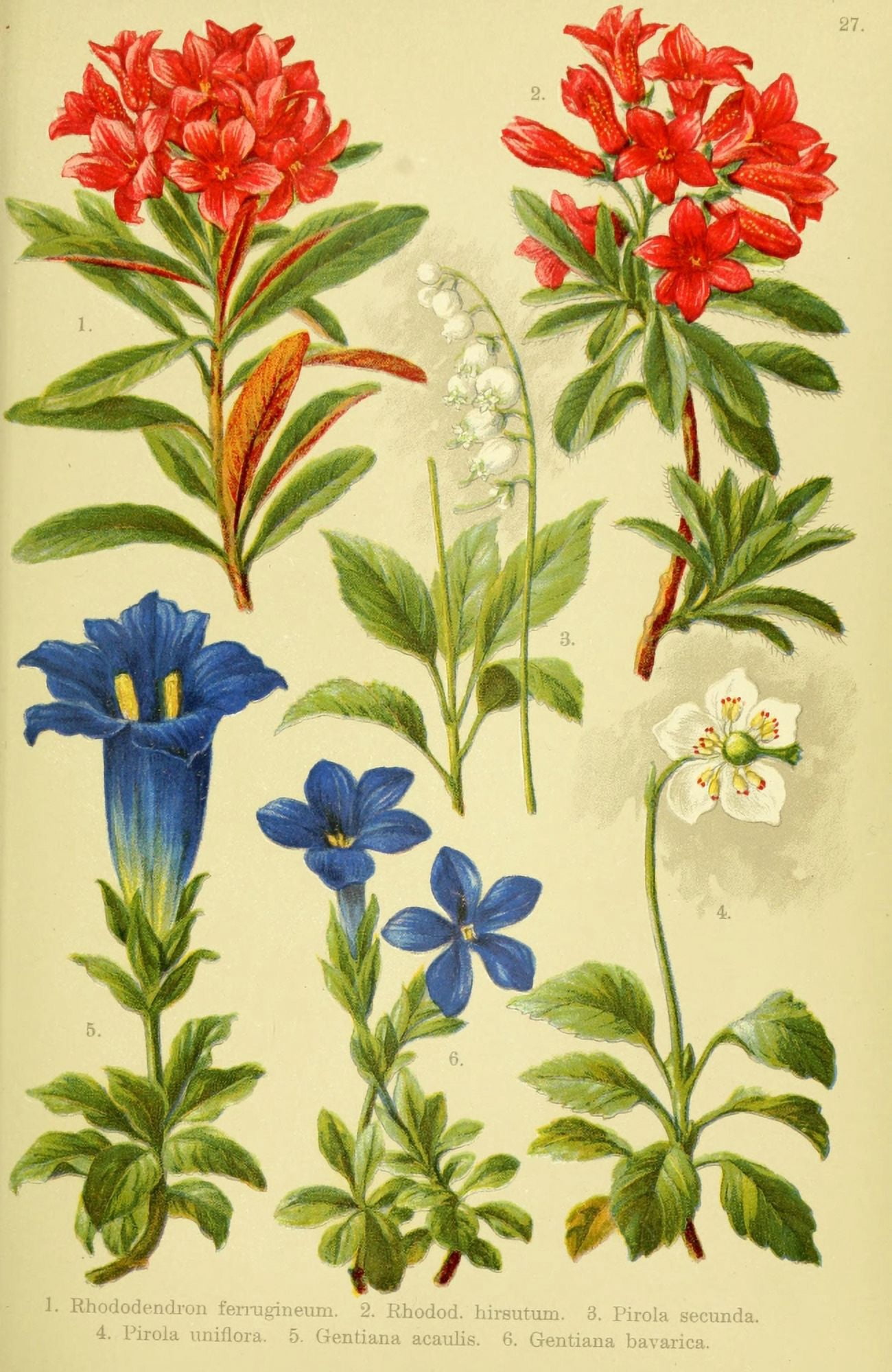 Alpen-Flora fÔøΩr Touristen 1904 Rhododendron et al Canvas Art - Hermann Friese (24 x 36)