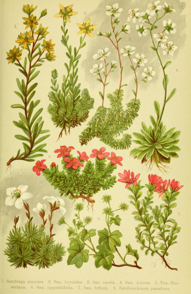 Alpen-Flora f???r Touristen 1904 Saxifraga et al Canvas Art - Hermann Friese (18 x 24)