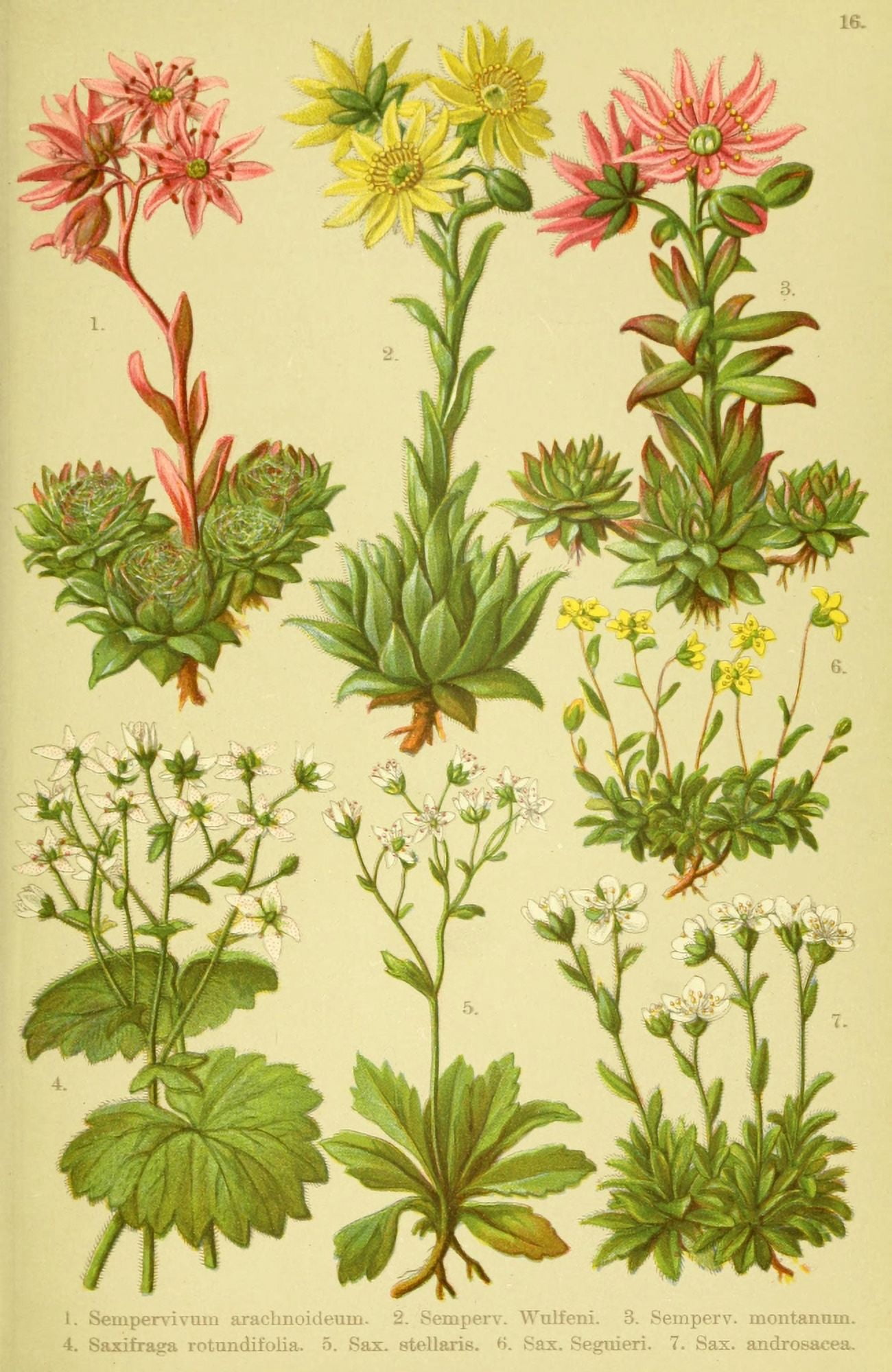 Alpen-Flora f???r Touristen 1904 Sempervivum et al Canvas Art - Hermann Friese (18 x 24)