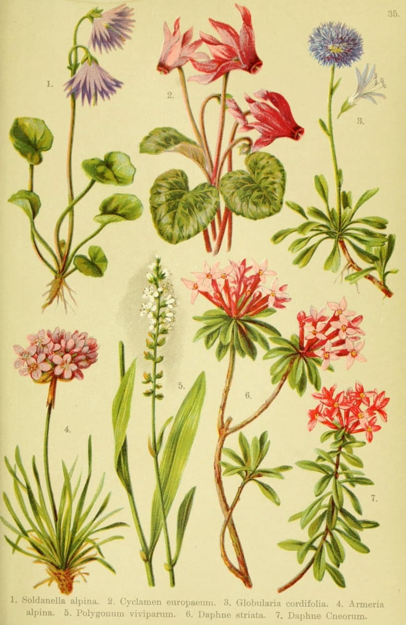 Alpen-Flora f???r Touristen 1904 Soldanella et al Canvas Art - Hermann Friese (18 x 24)