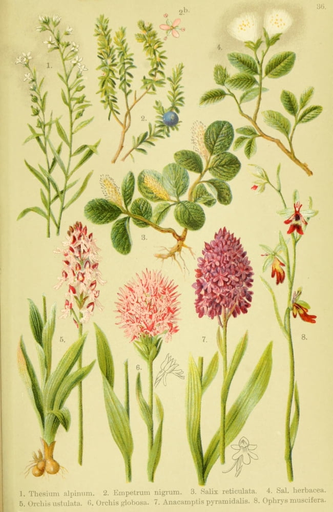 Alpen-Flora f???r Touristen 1904 Thesium et al Canvas Art - Hermann Friese (18 x 24)