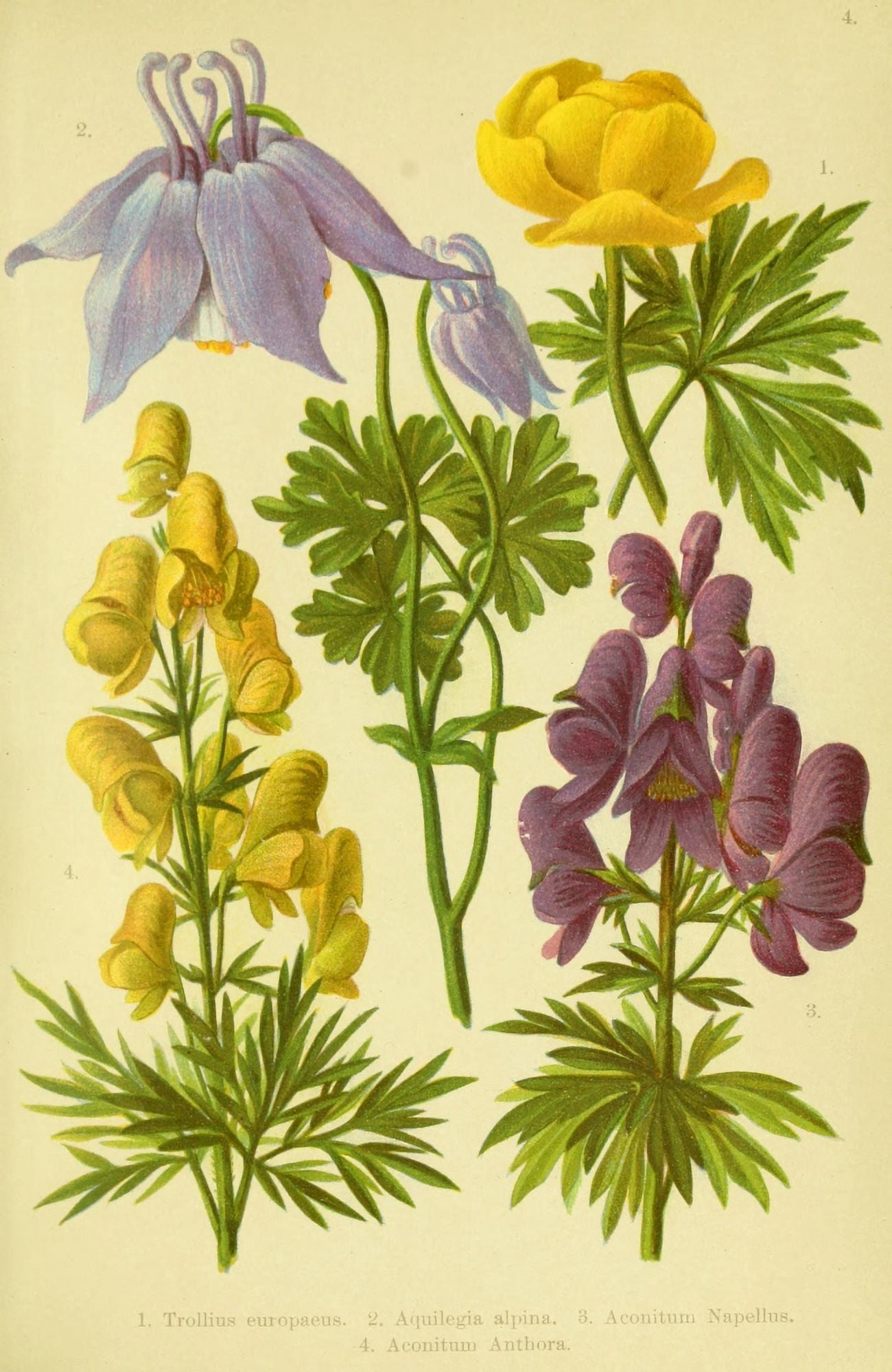 Alpen-Flora f???r Touristen 1904 Trollius et al Canvas Art - Hermann Friese (18 x 24)