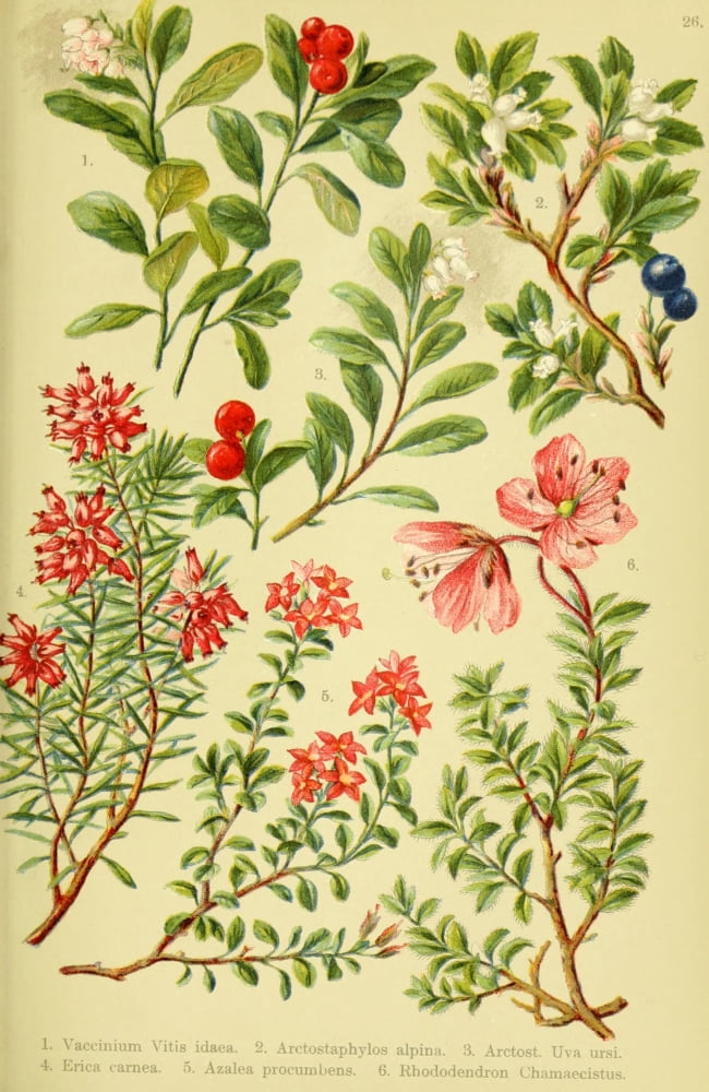 Alpen-Flora f???r Touristen 1904 Vaccinium Canvas Art - Hermann Friese (18 x 24)